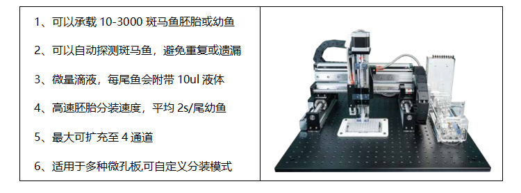 宁波斑马鱼